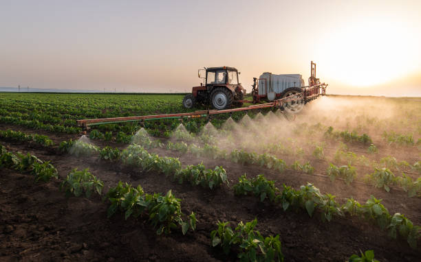 Best Pest Control for Homes  in Alton, TX