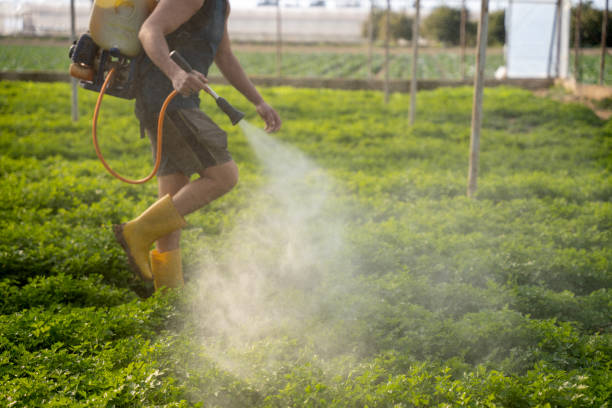 Best Pest Control Near Me  in Alton, TX