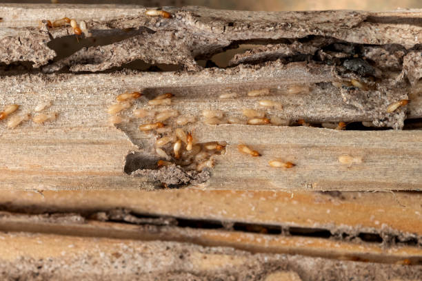 Spider Control Near Me in Alton, TX
